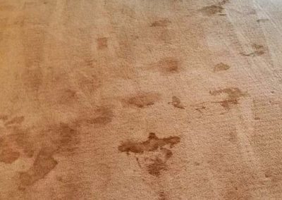 carpet cleaning georgetown